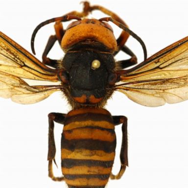 VIDEO: Murder hornets that decimate bee populations arrive in US