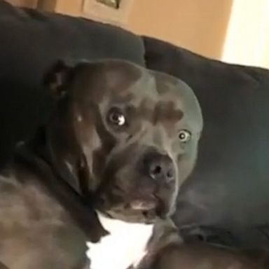 VIDEO: Dog makes the most judgemental face when their mom sings 