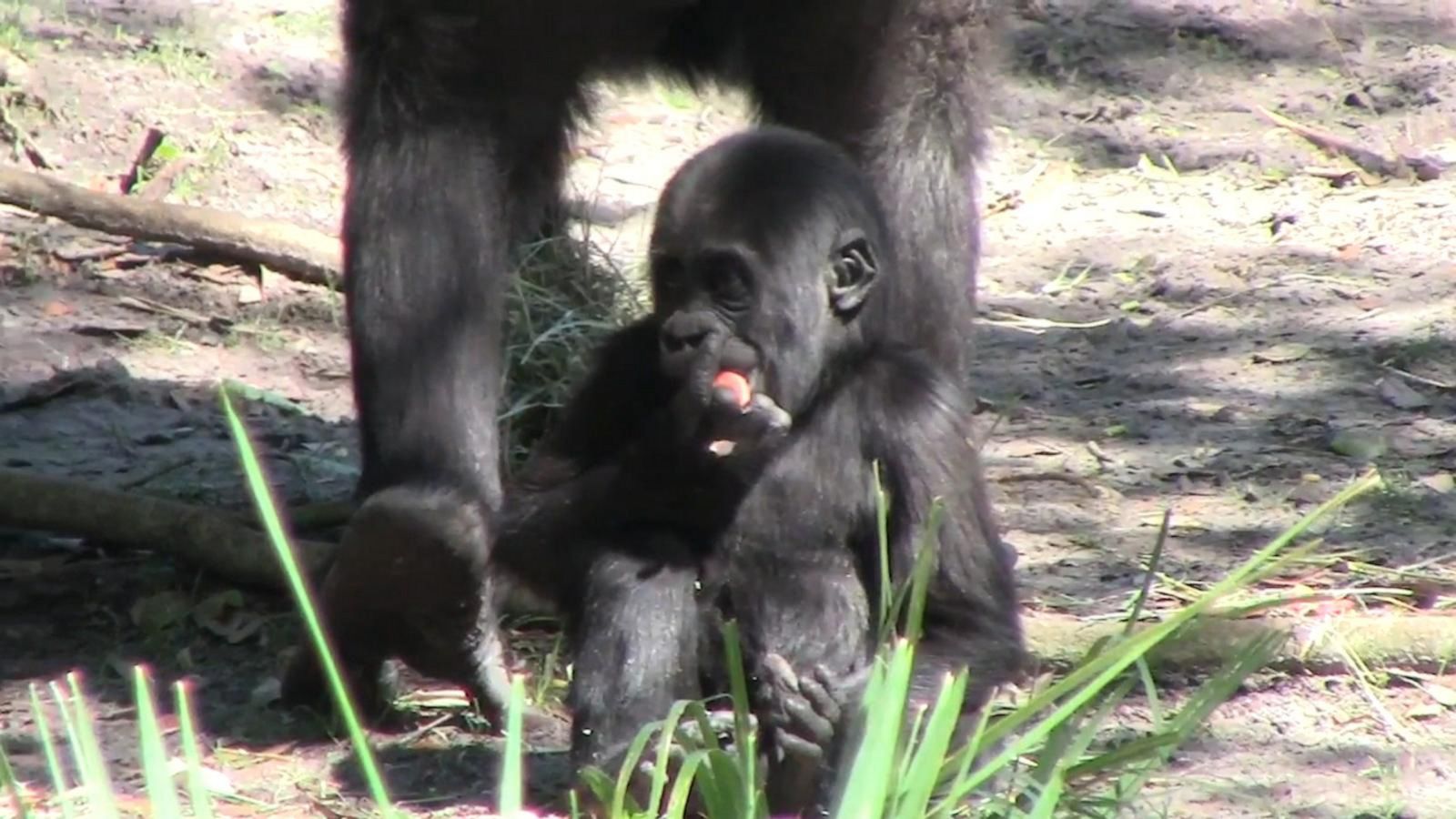 VIDEO: Walt Disney World celebrates Grace the gorilla’s 1st birthday