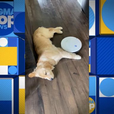 VIDEO: Sleepy puppy unbothered by Roomba 