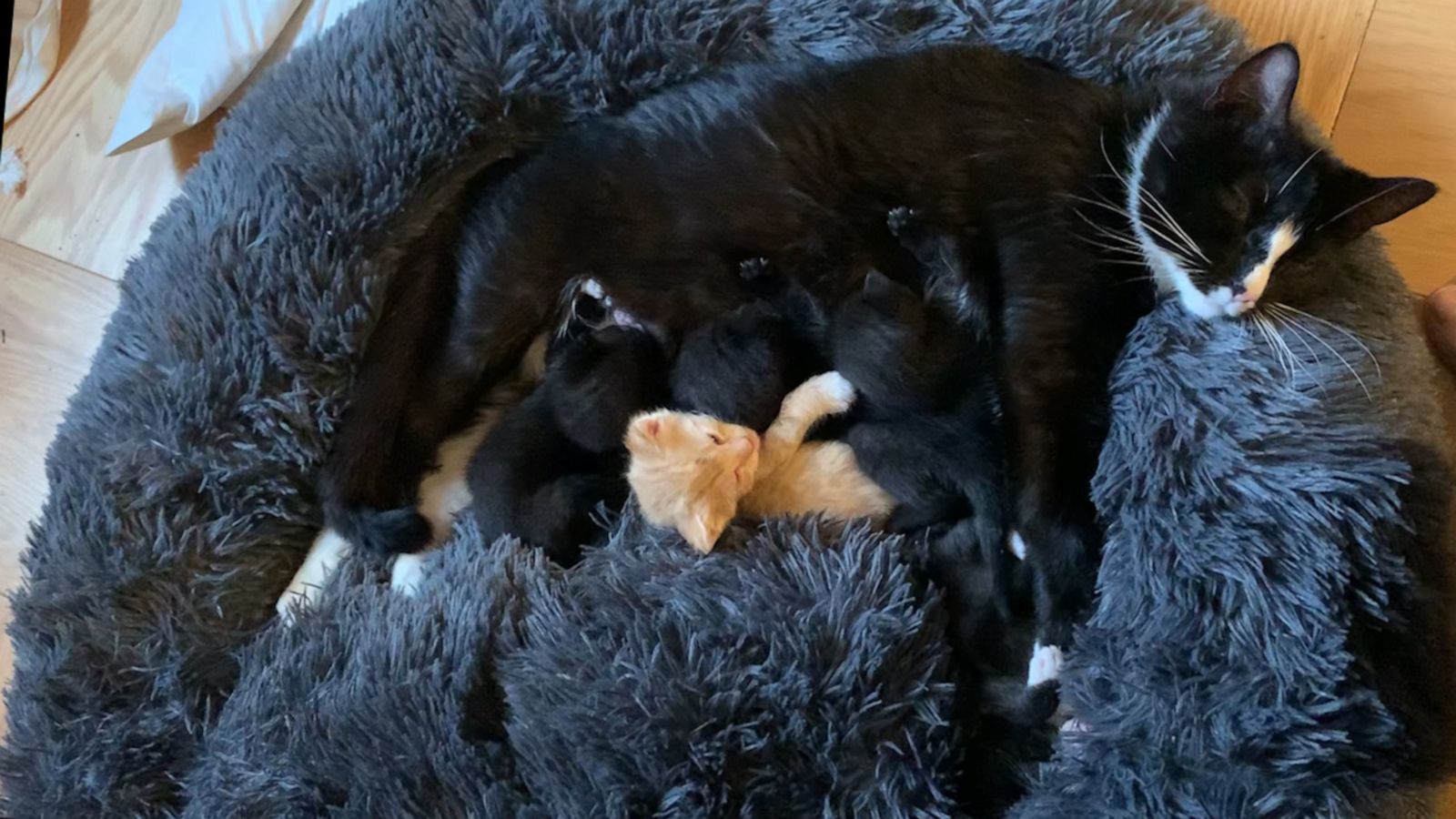 VIDEO: Mama cat takes in kitten and loves her like her own