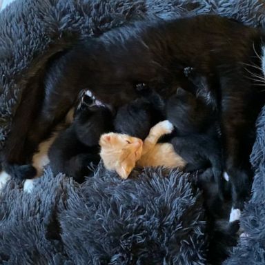 VIDEO: Mama cat takes in kitten and loves her like her own 