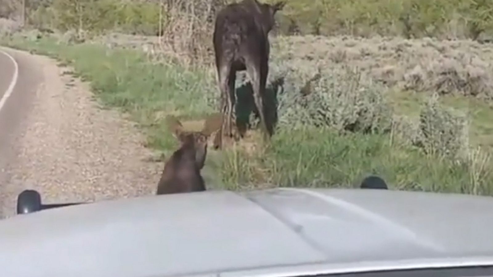 VIDEO: Mama Moose reunites with newborn twins