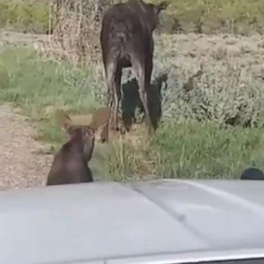 VIDEO: Mama Moose reunites with newborn twins