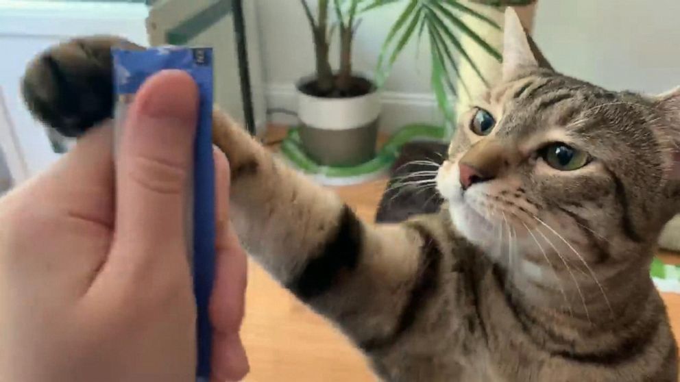 how to entertain cats while away