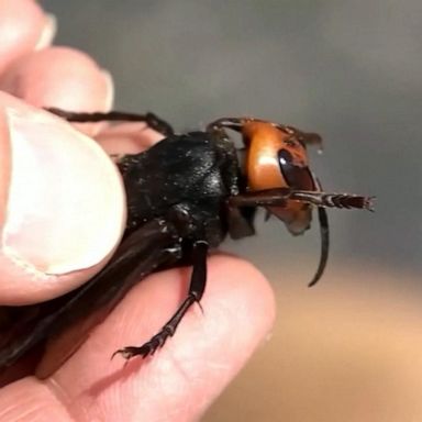 VIDEO: ‘Murder hornets’ resurface in Pacific Northwest