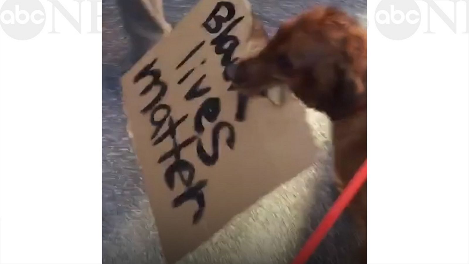 VIDEO: Cincinnati dog 'Buddy' carries 'Black Lives Matter' sign at a protest
