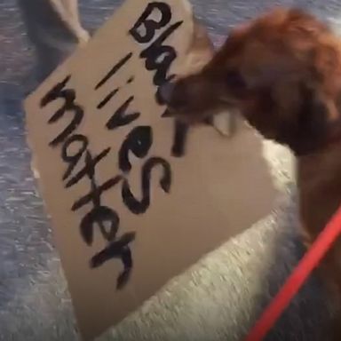 VIDEO: Cincinnati dog 'Buddy' carries 'Black Lives Matter' sign at a protest 