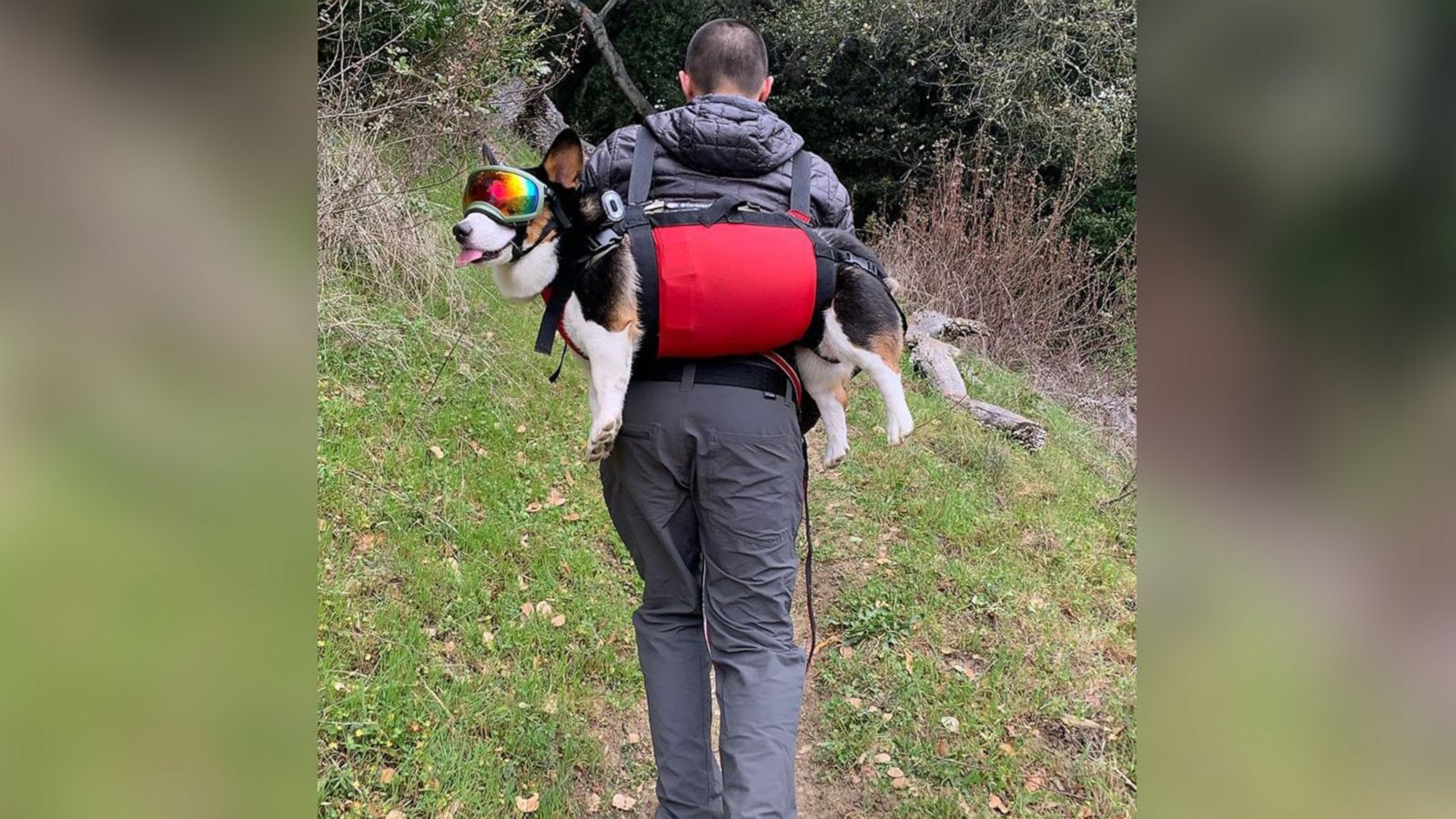 VIDEO: Dog backpacks are the best thing you’ll see today