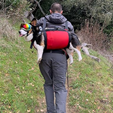 VIDEO: Dog backpacks are the best thing you’ll see today 