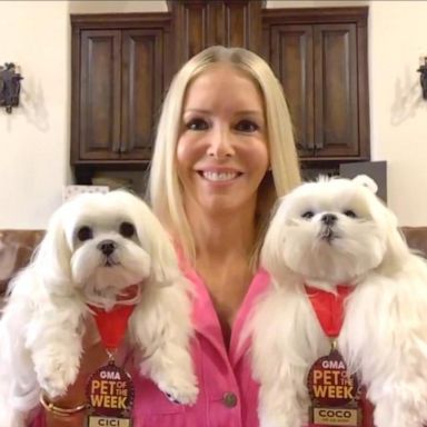 VIDEO: ‘GMA’ Pet of the Week: Meet Coco and Cici