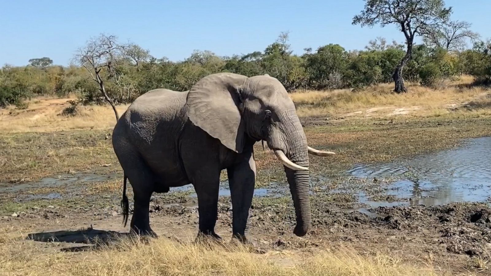 VIDEO: Virtual vacation: Take a luxury safari from the comfort of your couch