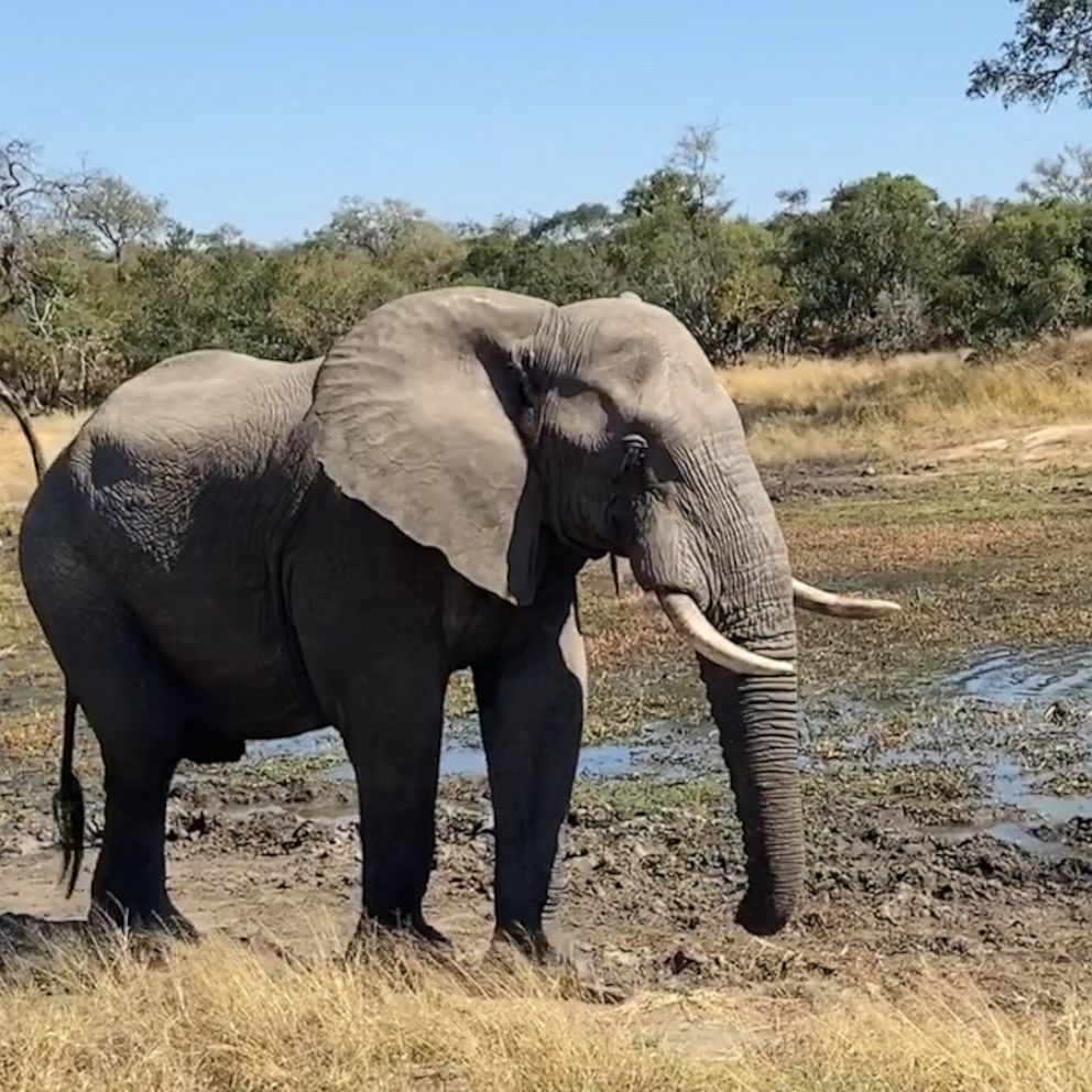 VIDEO: Virtual vacation: Take a luxury safari from the comfort of your couch
