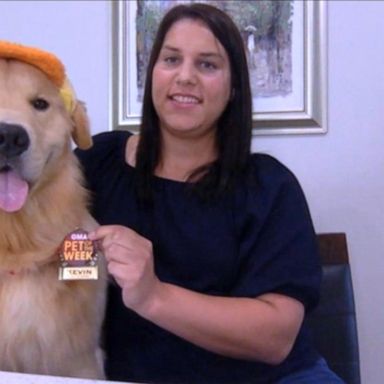 VIDEO: ‘GMA’ Pet of the Week: Meet Kevin the babysitting golden retriever