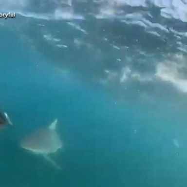 VIDEO: 2 teenagers narrowly escape a shark 