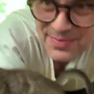 VIDEO: Mark Ruffalo playing with his new kitten is the cutest thing you’ll see today 