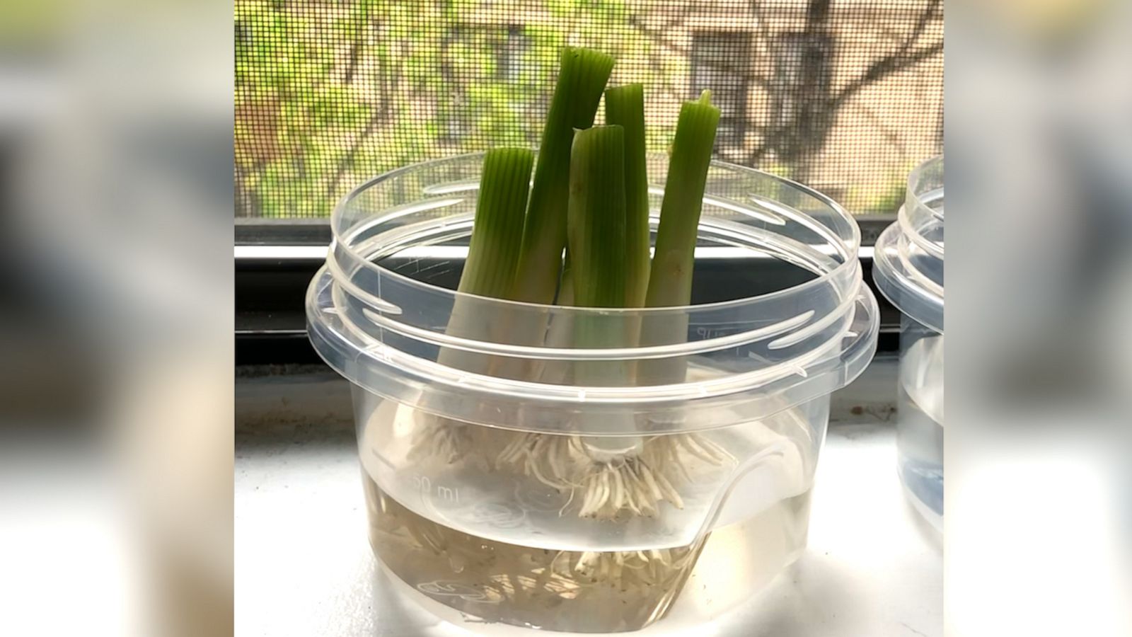 VIDEO: How to regrow green onions in water