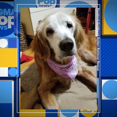 VIDEO: Meet Augie, a 20-year-old golden retriever