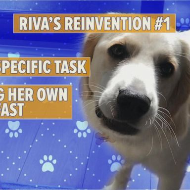 VIDEO: Lara Spencer's pup, Riva, gets remote puppy training