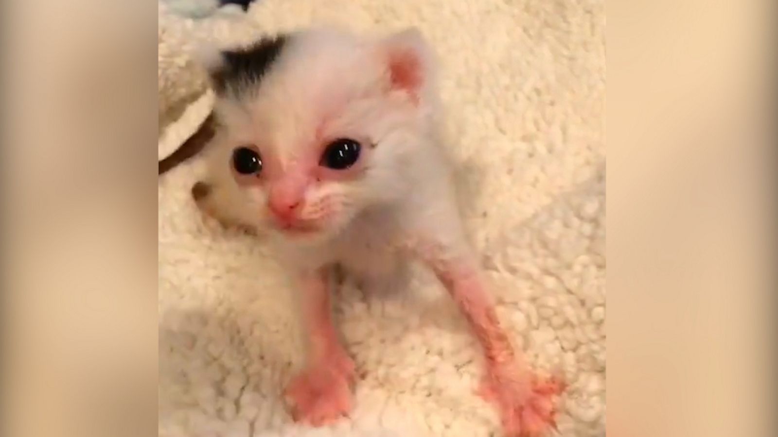 VIDEO: Tiny sunburnt kitten makes miraculous recovery, now raises orphaned kitties