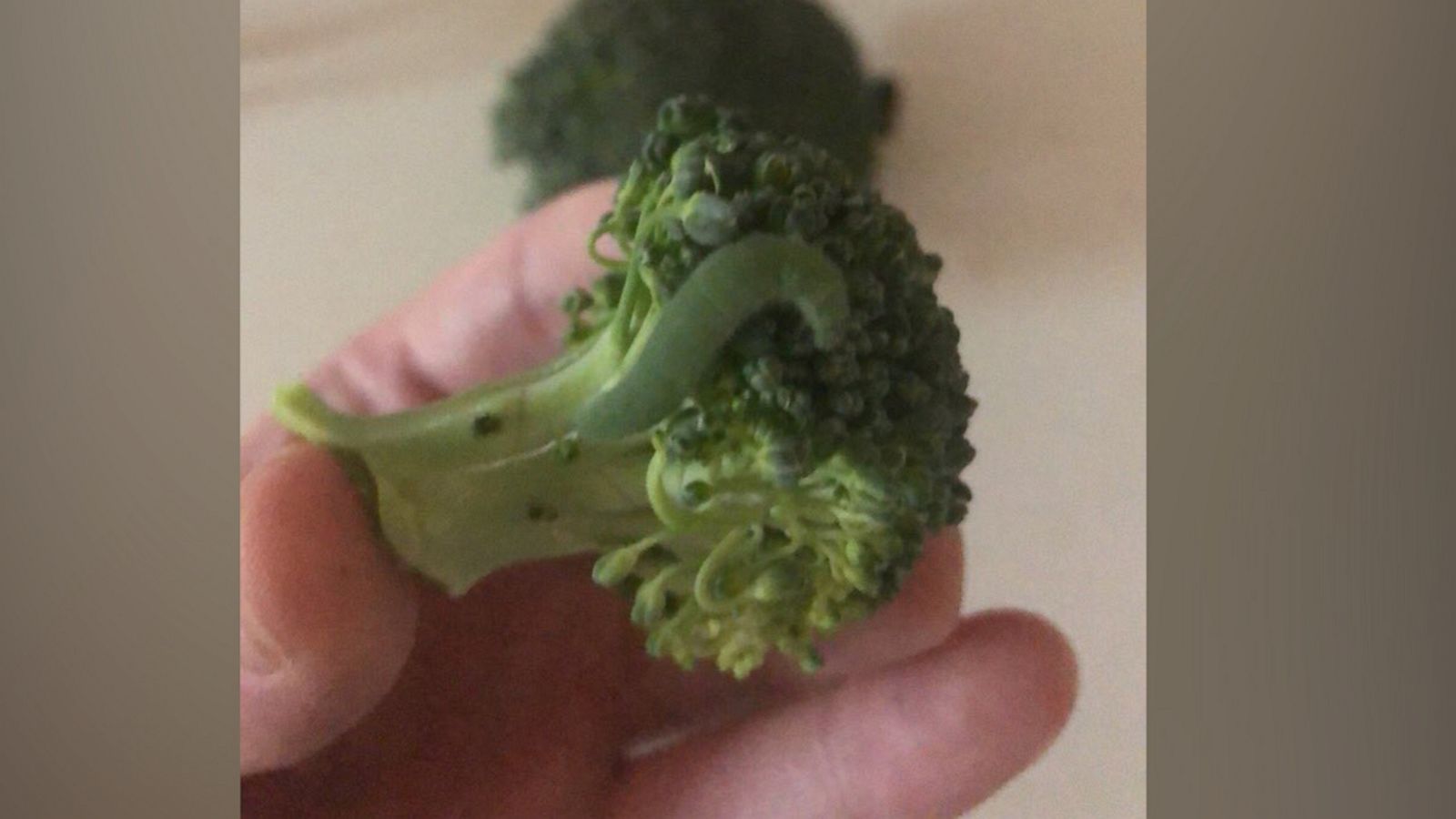 VIDEO: Man gives caterpillars a home after finding them in his broccoli multiple times