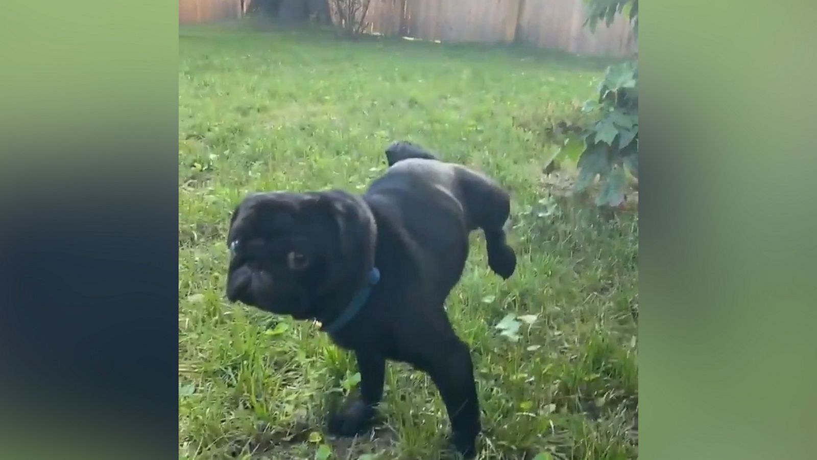 VIDEO: Hilarious dog intent on doing a handstand every time he pees