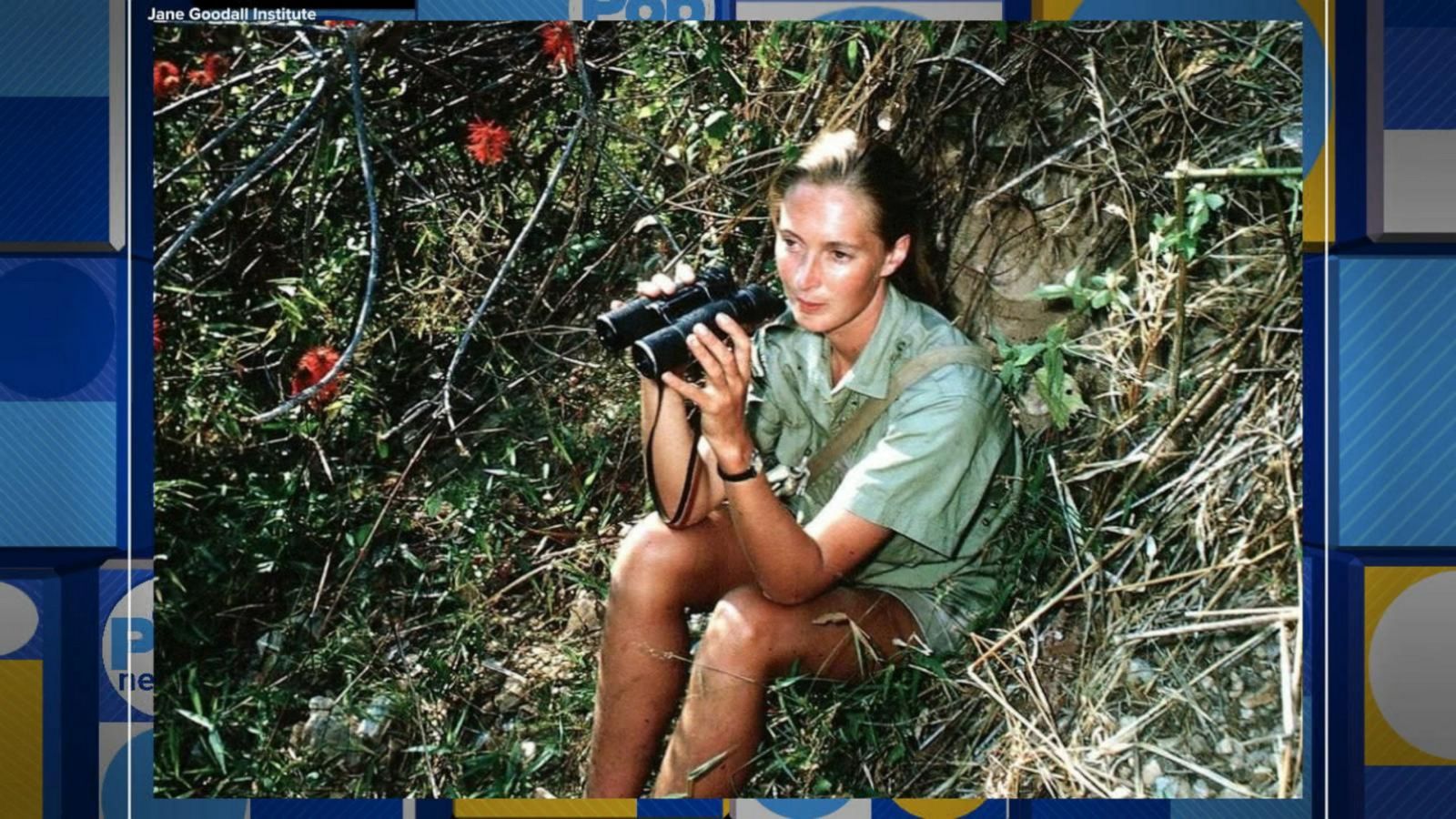 VIDEO: Jane Goodall celebrates 60 years of studying chimpanzees in Tanzania