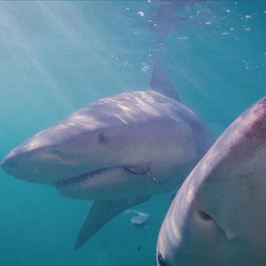 VIDEO: New footage shows sharks swarming volcanoes