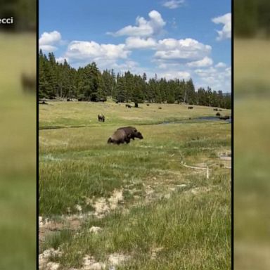 VIDEO: Woman plays dead to survive bison charge