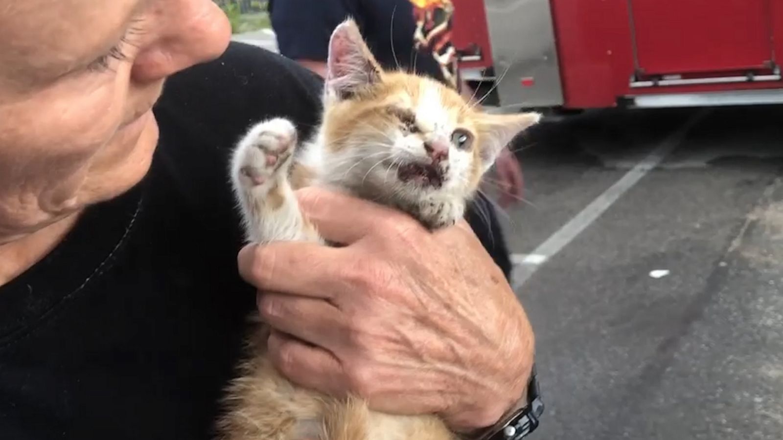 VIDEO: Kitten trapped underneath Missouri highway overpass rescued by 8 firefighters