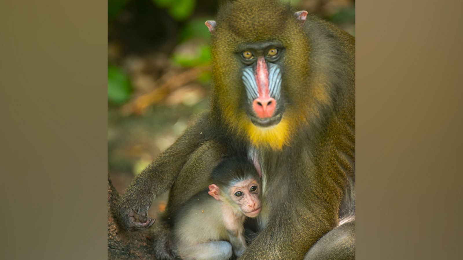 VIDEO: How Disney Parks are protecting these adorable endangered mandrills