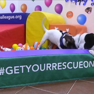 VIDEO: Dogust: Our rescue dogs' birthday party!