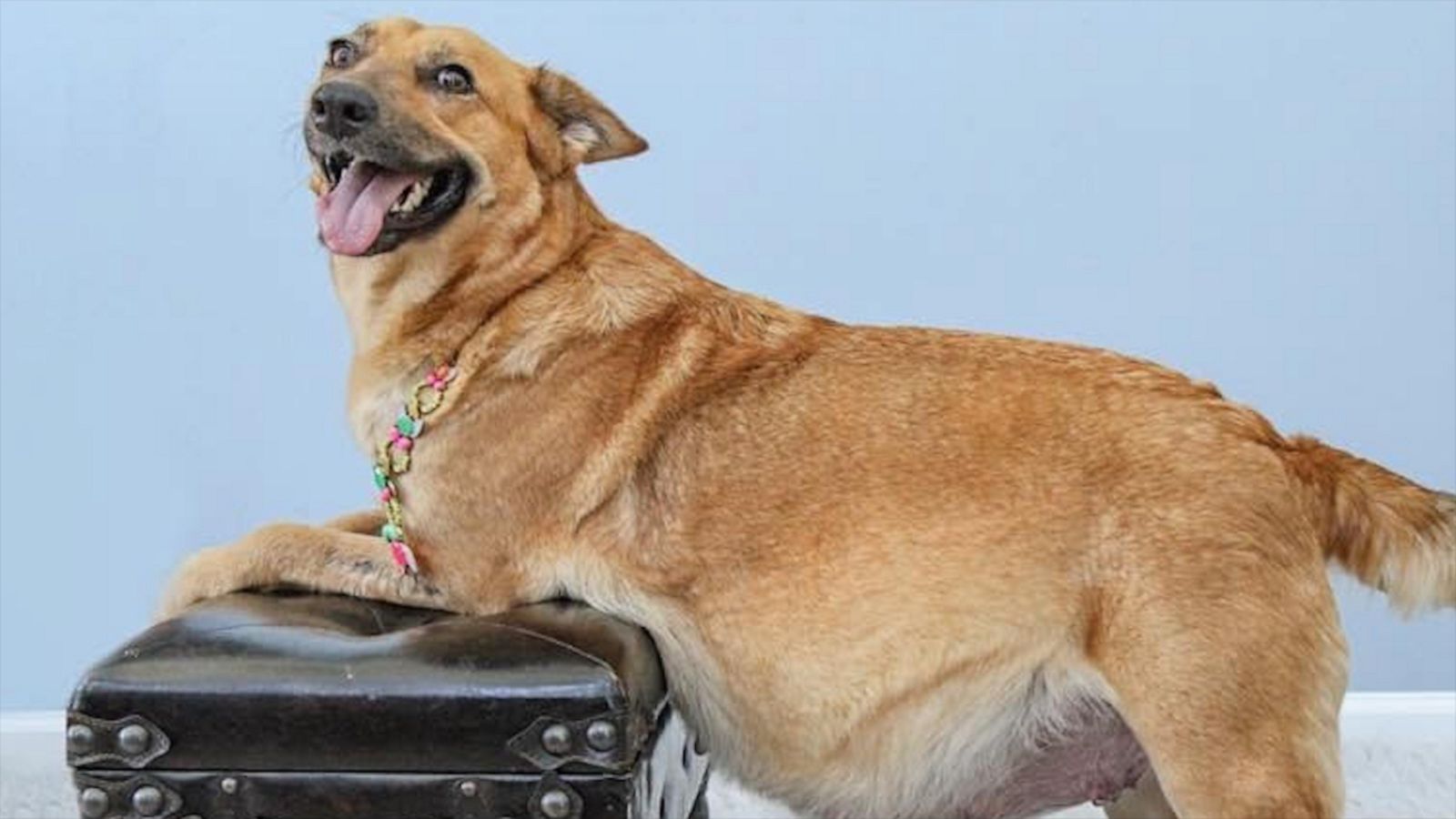 VIDEO: Pregnant rescue dogs have magical maternity shoot to get adopted