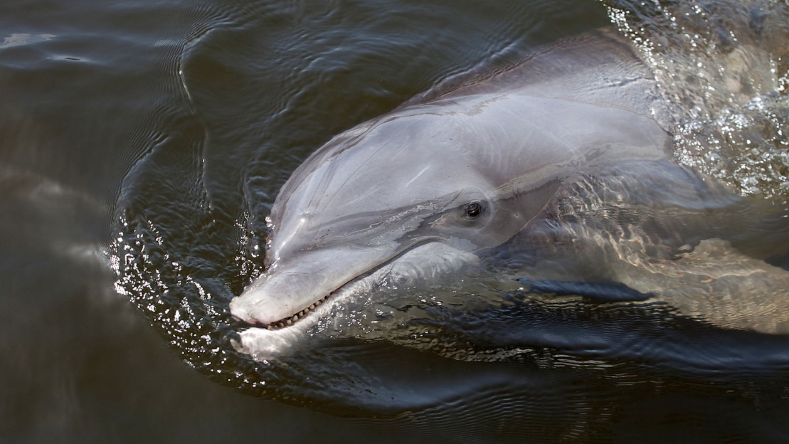 VIDEO: Manatee joins a pod of dolphins for a day of fun