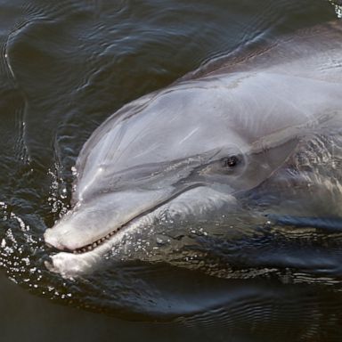 VIDEO: Manatee joins a pod of dolphins for a day of fun 