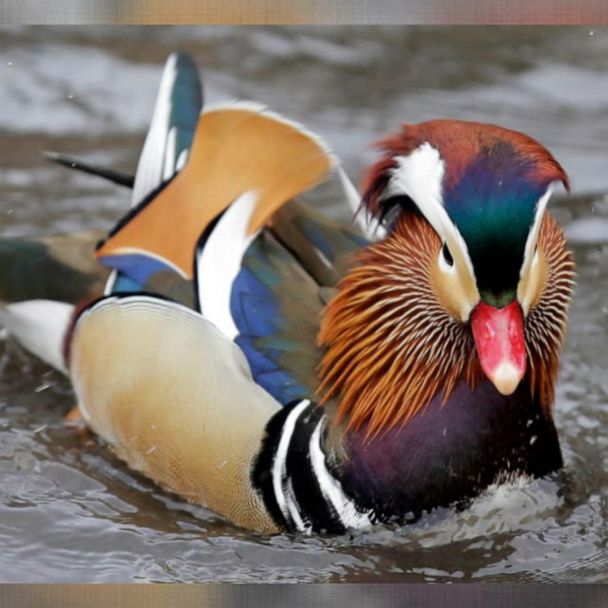 Bette Midler Tells Tale Of The Mandarin Duck In Her Debut Children S Book Gma