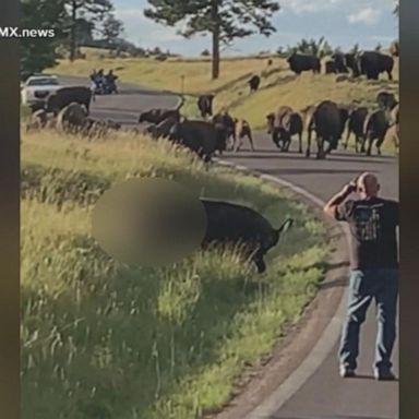 VIDEO: Bison attack at state park caught on camera