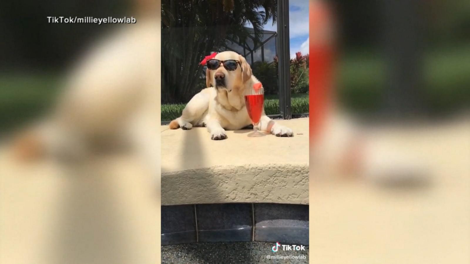 VIDEO: Safe summertime fun with fur babies