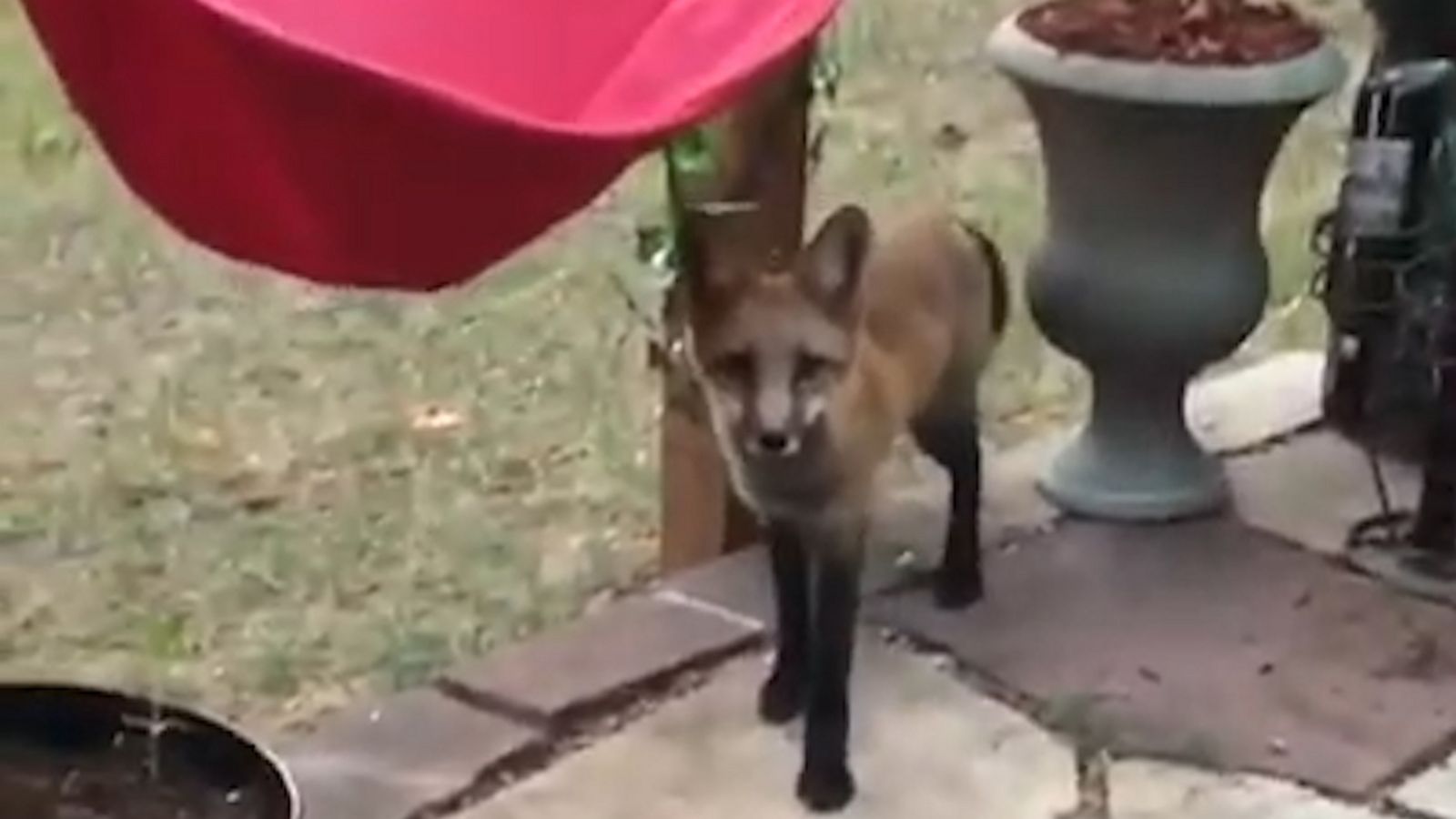 VIDEO: Playful fox makes a surprise appearance in a Colorado backyard