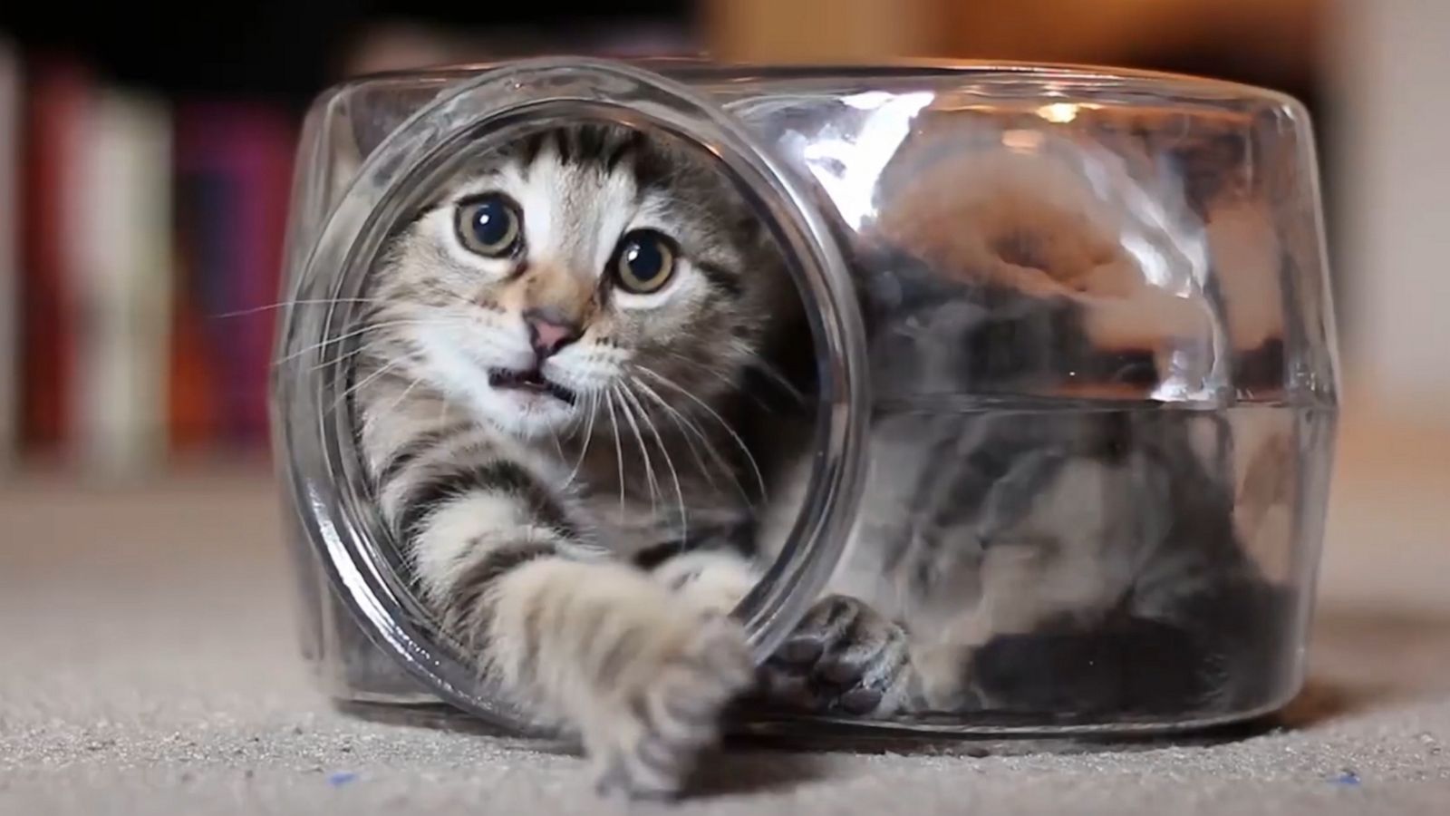 VIDEO: Teeny kitten in a fishbowl is having the time of his life