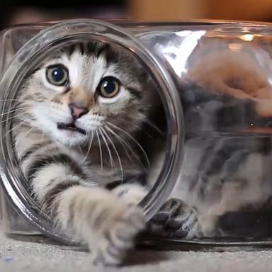 VIDEO: Teeny kitten in a fishbowl is having the time of his life