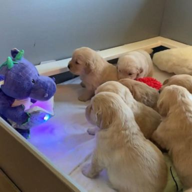 VIDEO: Storytelling dragon captures attention of adorable puppies