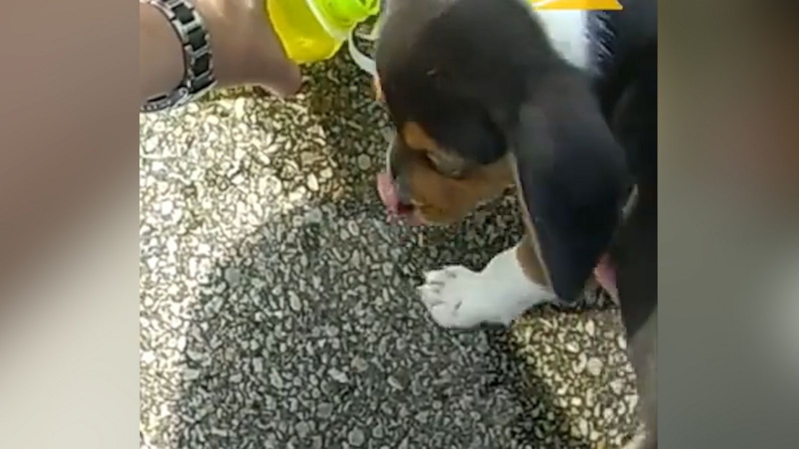 VIDEO: Unresponsive puppy trapped in hot car broken free by police