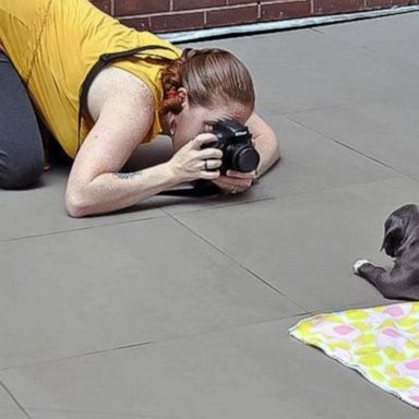 VIDEO: Top doggie trends for National Dog Day: Pup parties, events and photo shoots