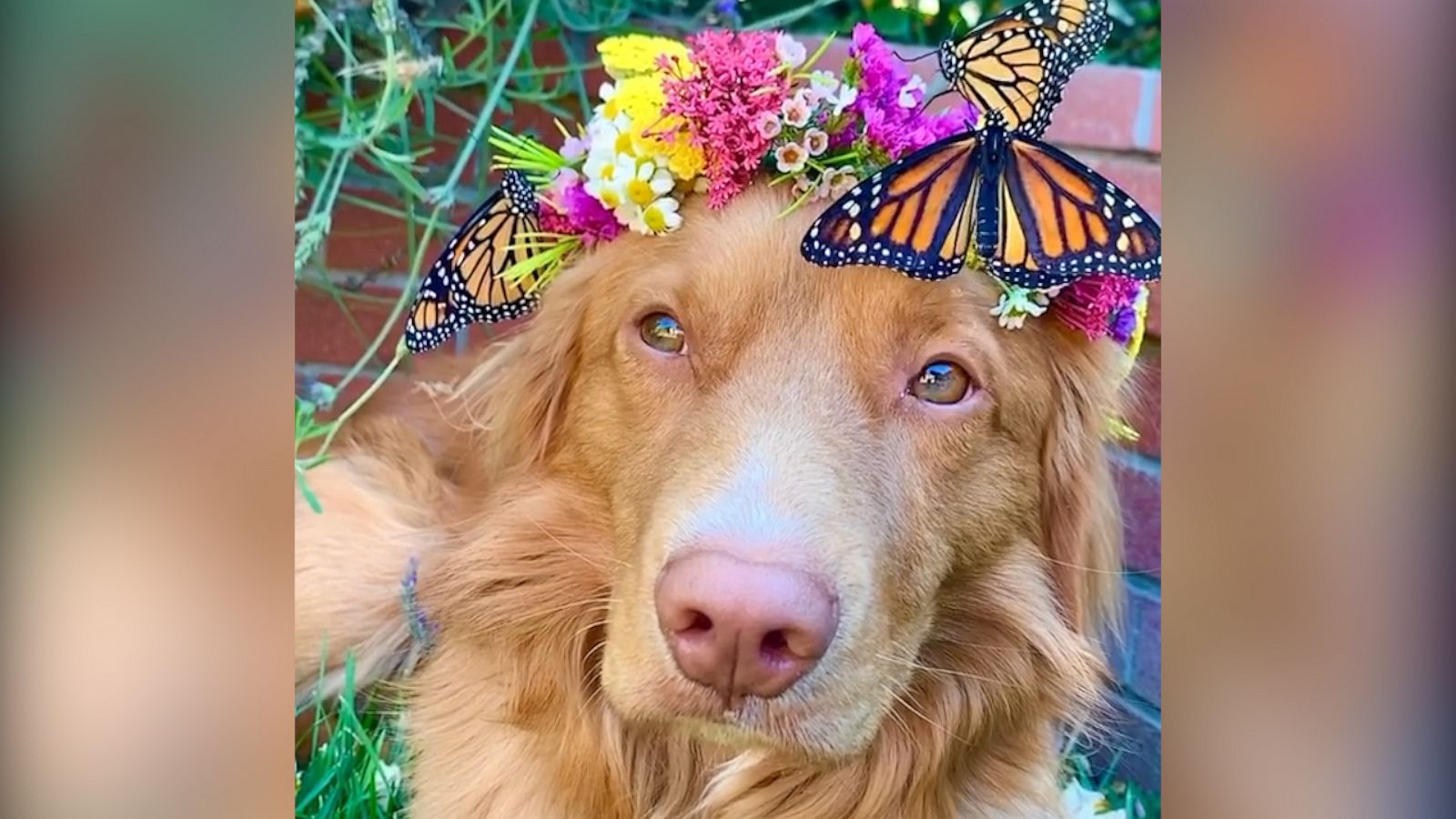 VIDEO: Gentle dog is BFFs with butterflies and one with nature