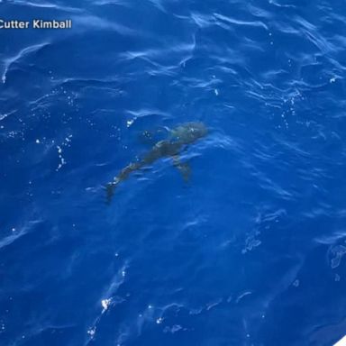 VIDEO: Coast Guard fires shots into water to keep shark away from swimmers