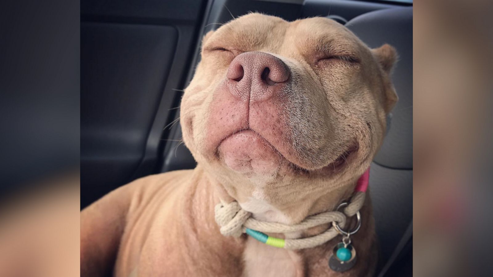 VIDEO: Best dog accounts on Instagram you need to follow right now