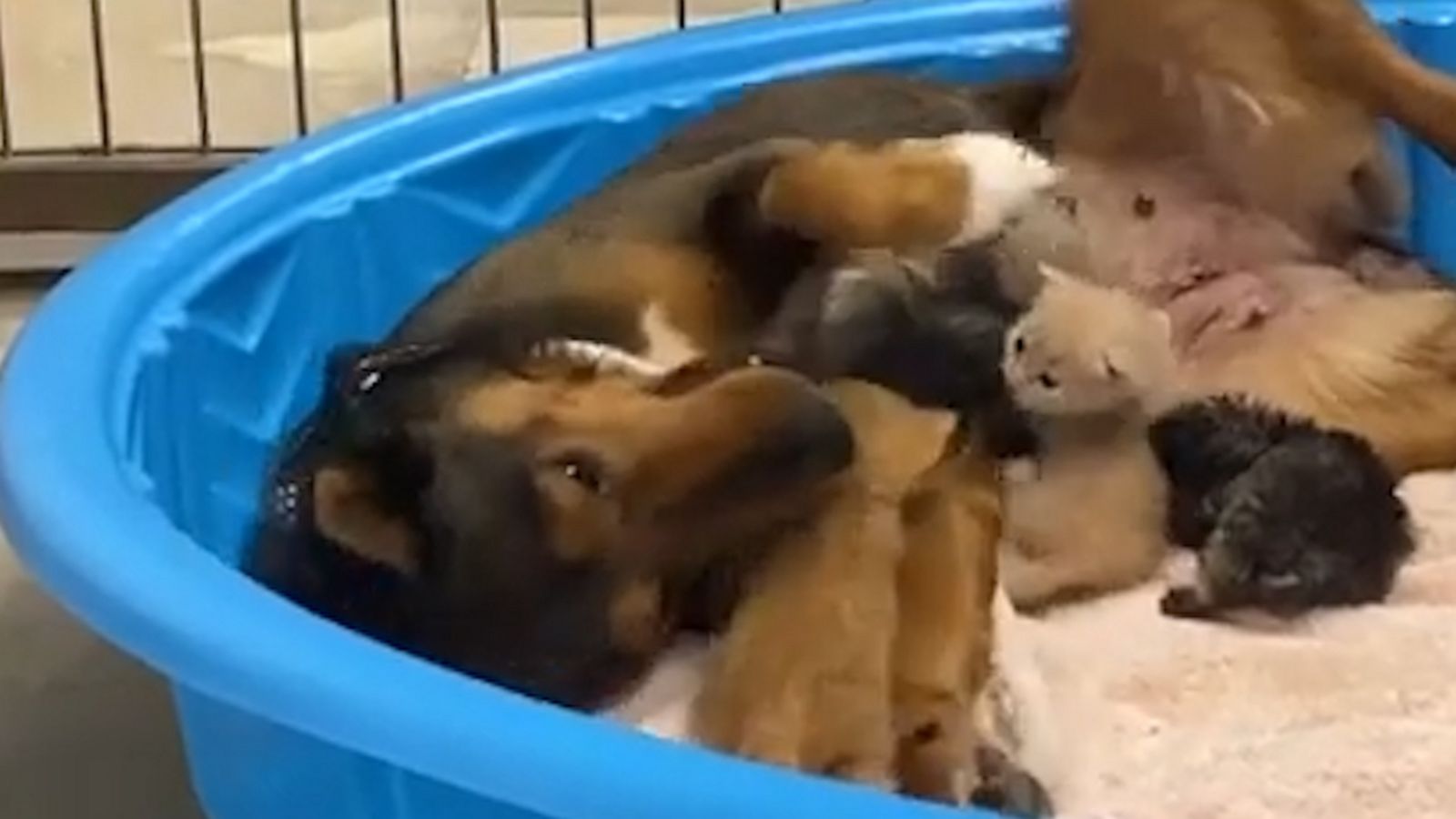 VIDEO: Rescue dog who lost her litter ‘adopts’ and raises 3 orphaned kittens