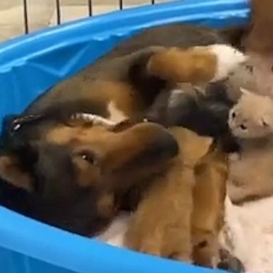 VIDEO: Rescue dog who lost her litter ‘adopts’ and raises 3 orphaned kittens 