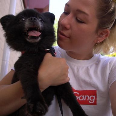 VIDEO: Meet ‘GMA’ Pet of the Week, Bane the Pomeranian 